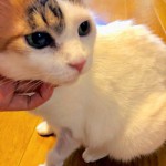 703卒業生カノン家へ 保護猫まゆぽんを訪ねて