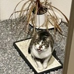 保護猫てるちゃんとのこれまで