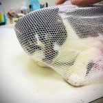 てるちゃんの通院結果