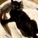 デリーは朔太郎くんになりました1