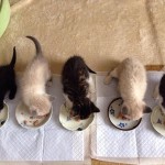 5匹の赤ちゃん猫たちのご縁が決まりました